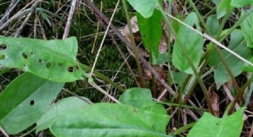 Jak chránit šťovík před škůdci a chorobami, jaké lidové prostředky a chemikálie léčit